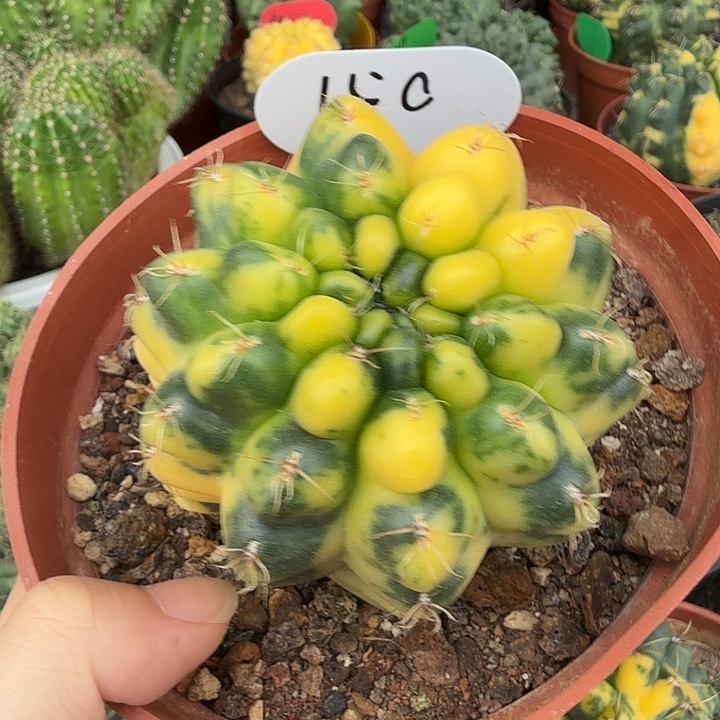 绯花玉自然锦实生