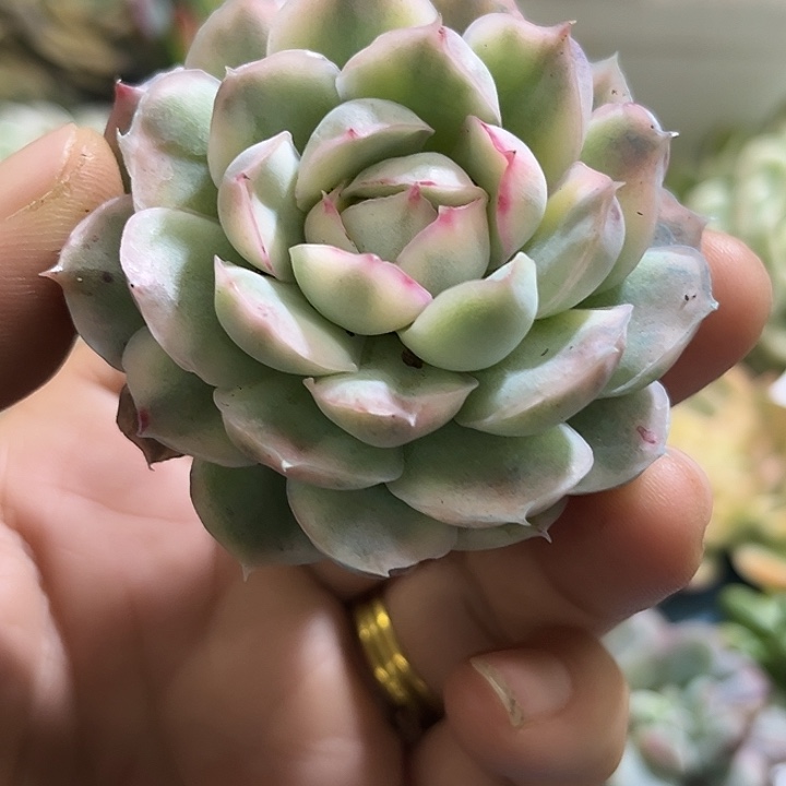 615草莓蛋糕锦多肉