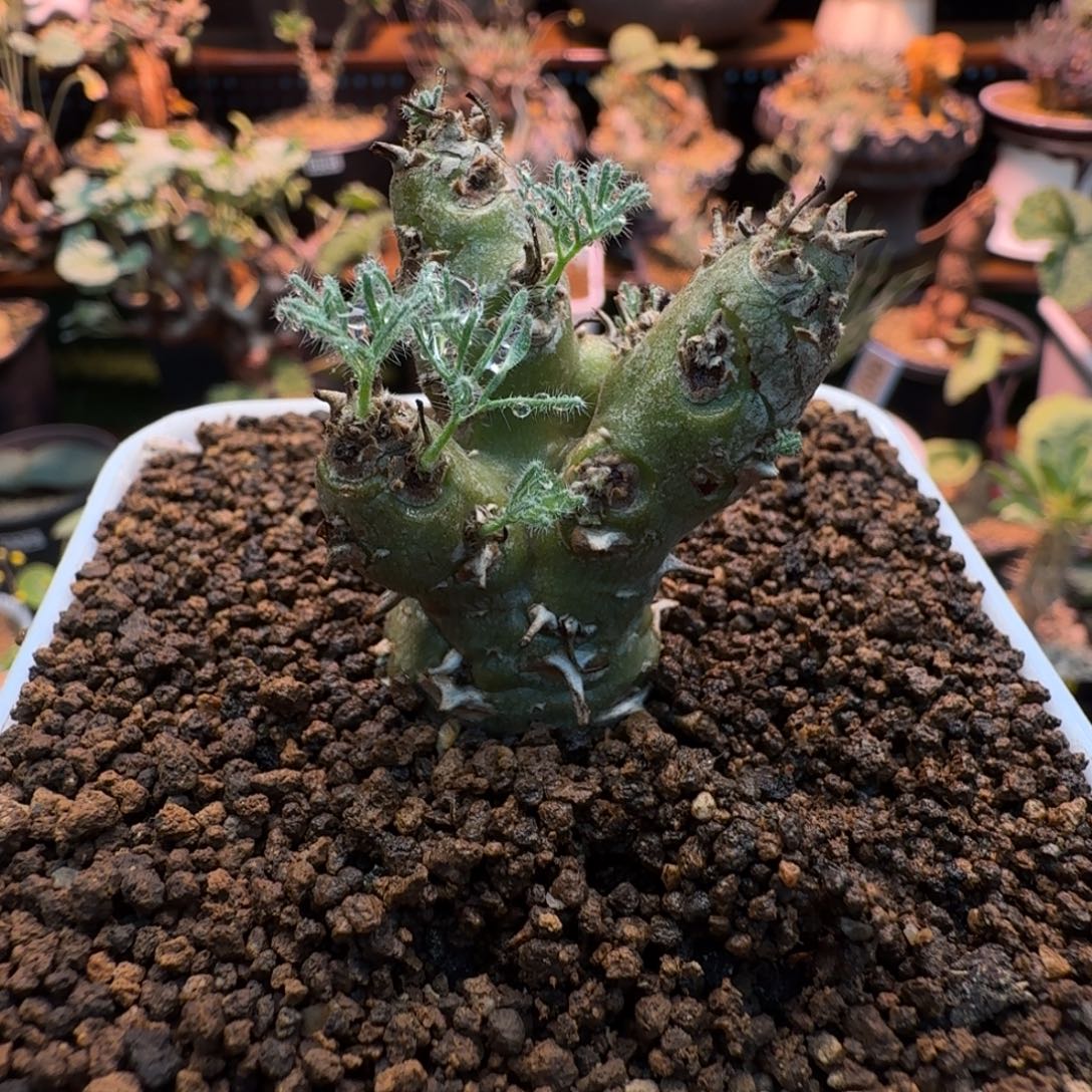 白皮月界207 仙人掌
