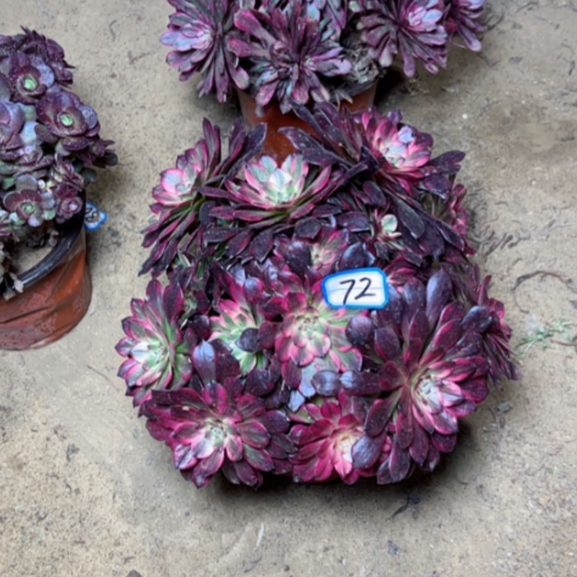 【闪购商品】多肉植物胭花72