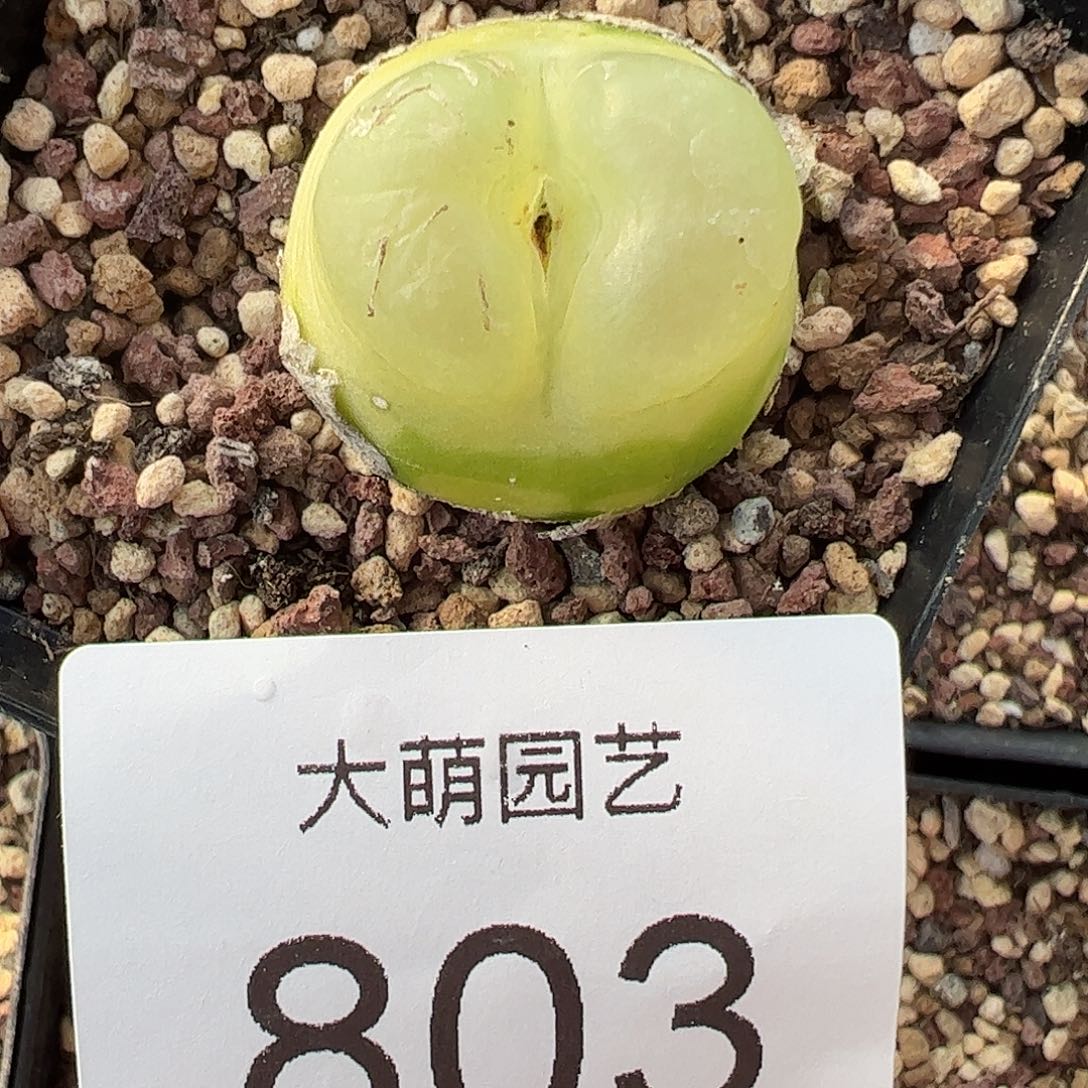 可****一物一拍脱土发。 803