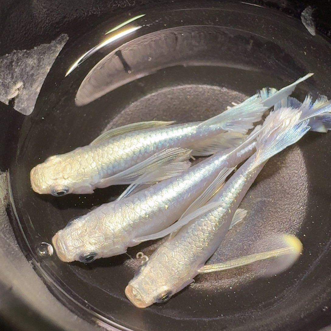 青鳉鱼微瑕天使282