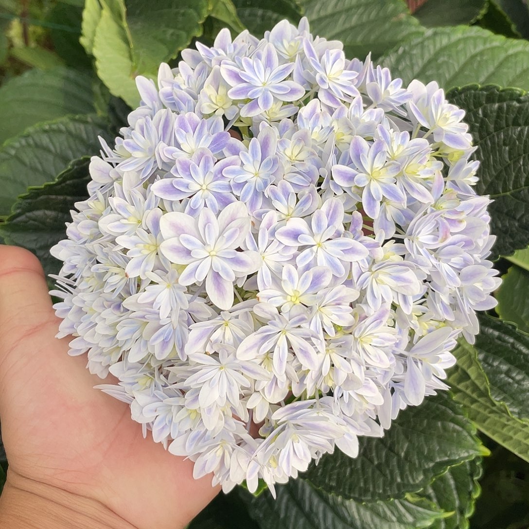 绣球切花一物一拍3枝起包邮，64