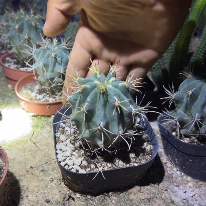 黑花罗莎仙人球脱土发货15