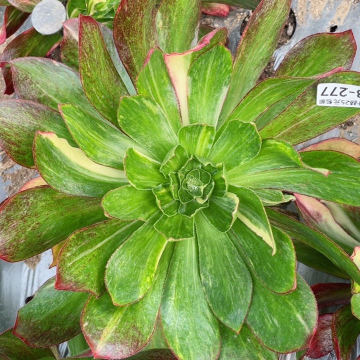 277魅影七彩多肉12345678