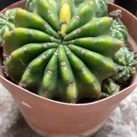 大号锦仙人球18米仙人球