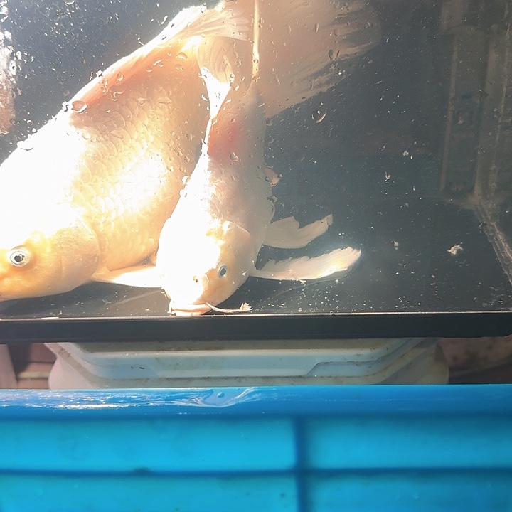 海水鱼蝴蝶鲤70包邮