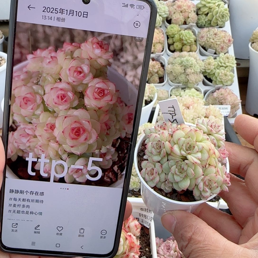 【闪购商品】0113-31（ttp-5）