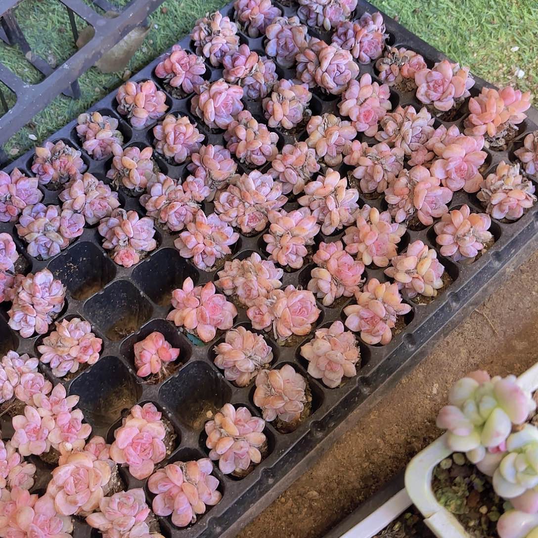 星影群一颗量拍1111