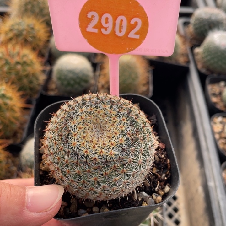 N***r仙人球2棵2942-29020000