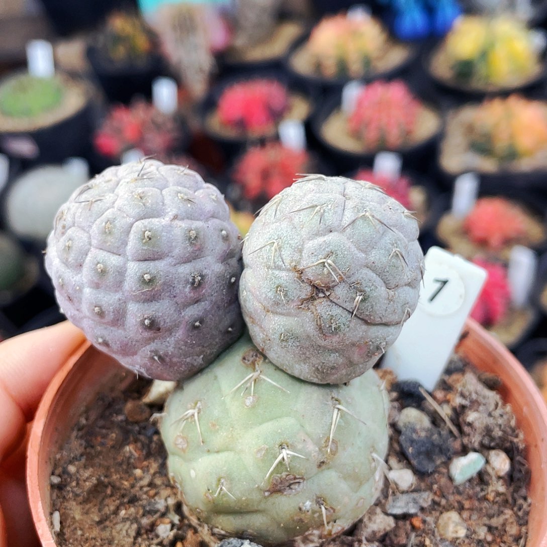 非偏远地区满25包邮仙人球