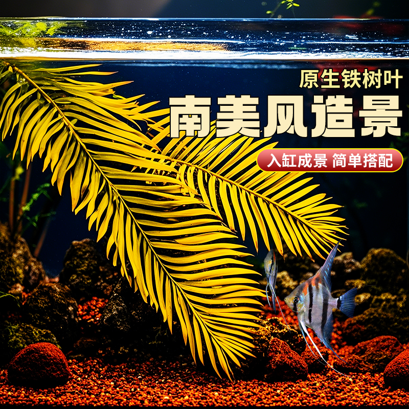新鲜铁树叶水族原生态落叶造景树枝南美缸自然热带雨林风装饰鱼缸
