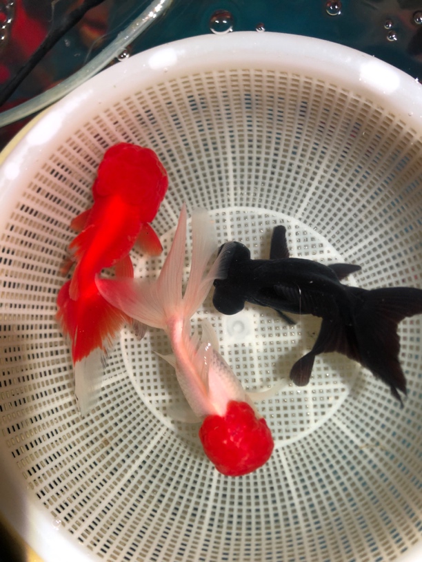 鸿运当头（3条10-12公分）狮子头金鱼冷水淡水观赏鱼活体好养耐活