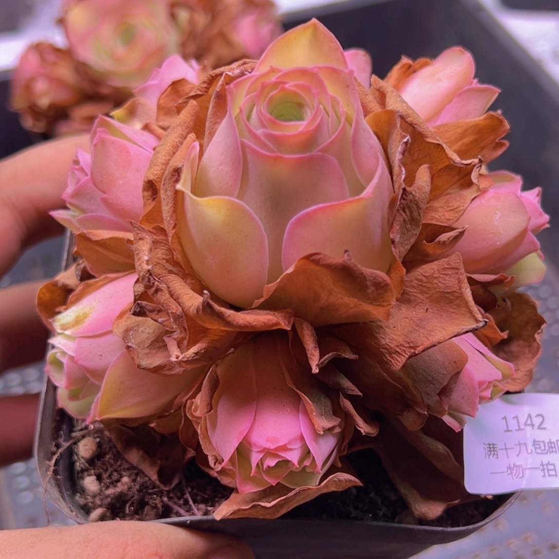 1142 山地玫瑰一物一拍无售后