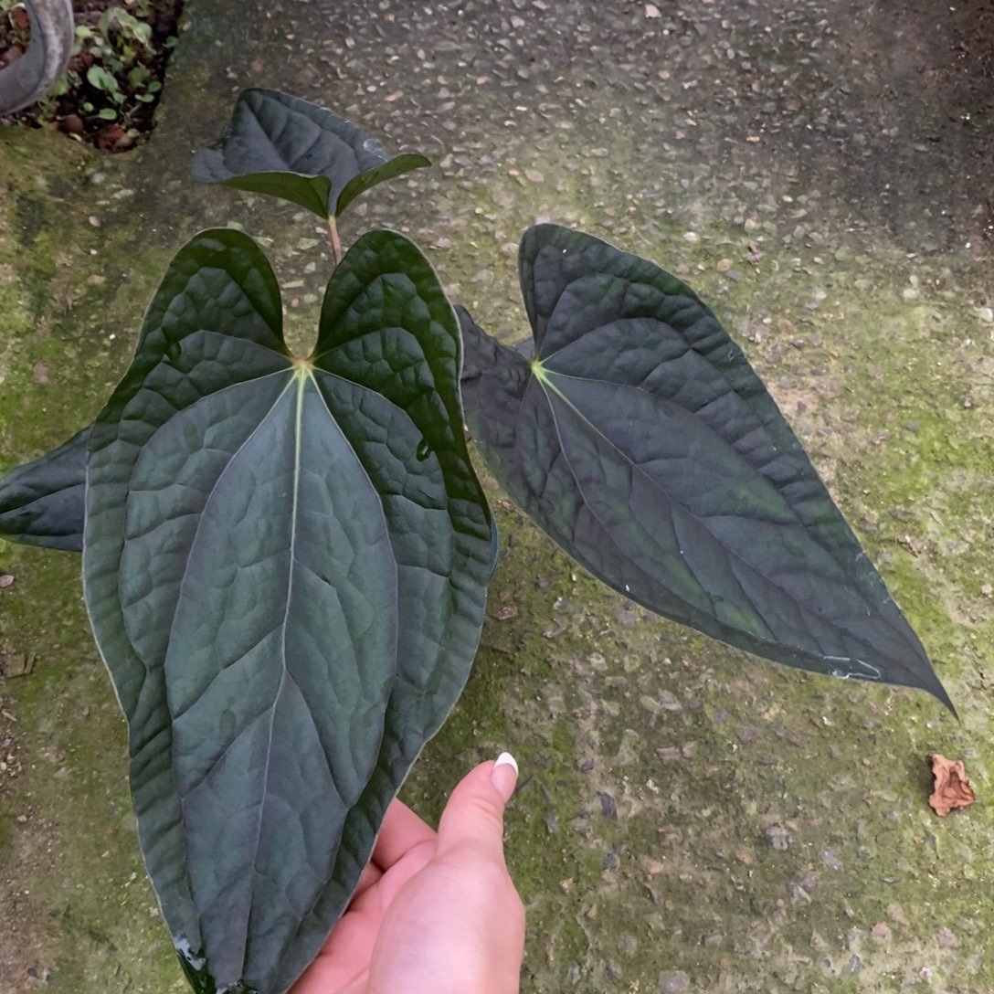 完全开放08Papi杂奢华