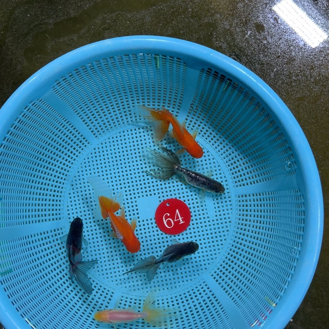 ***金鱼丹凤2条。一起发