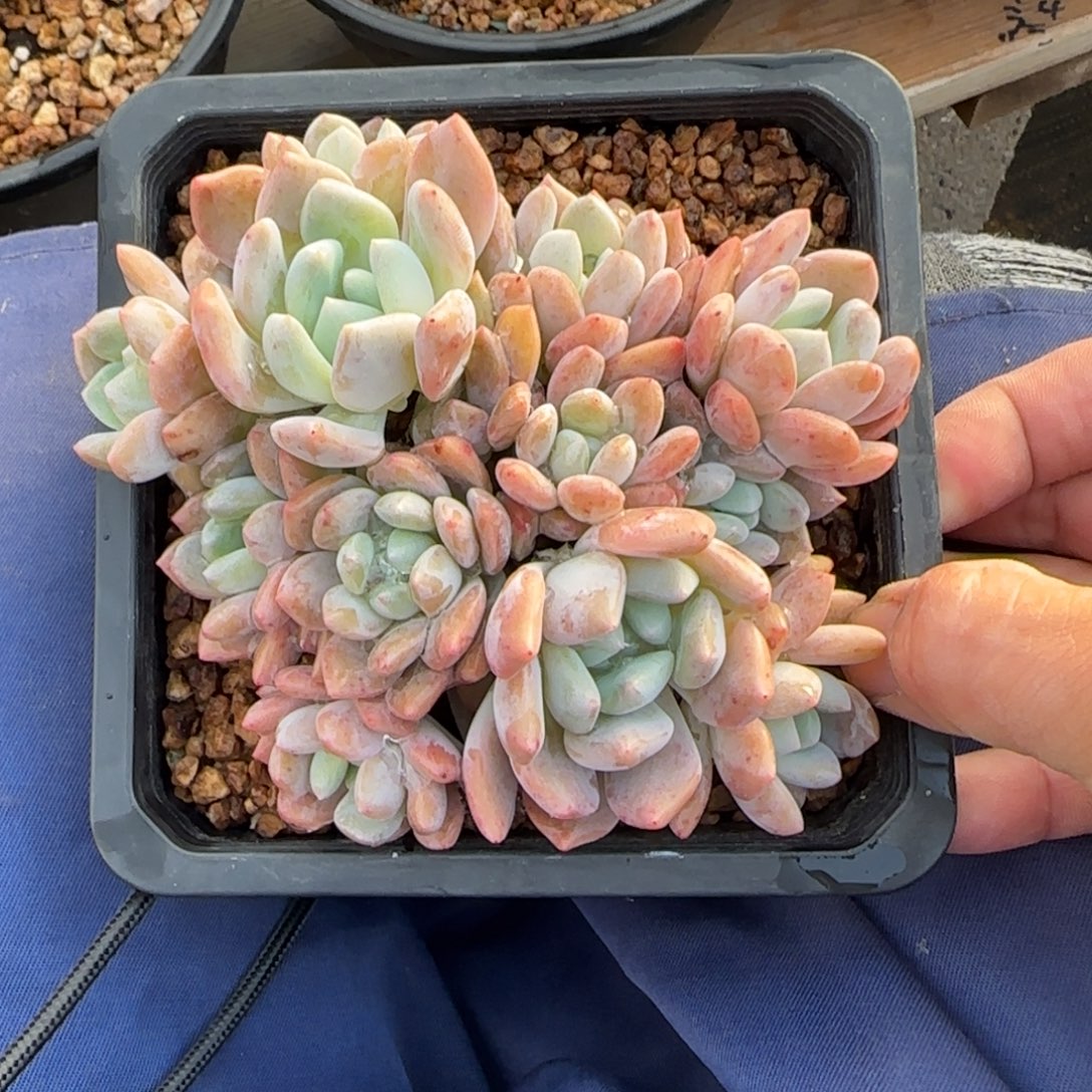 冰橙群生五十包邮老桩