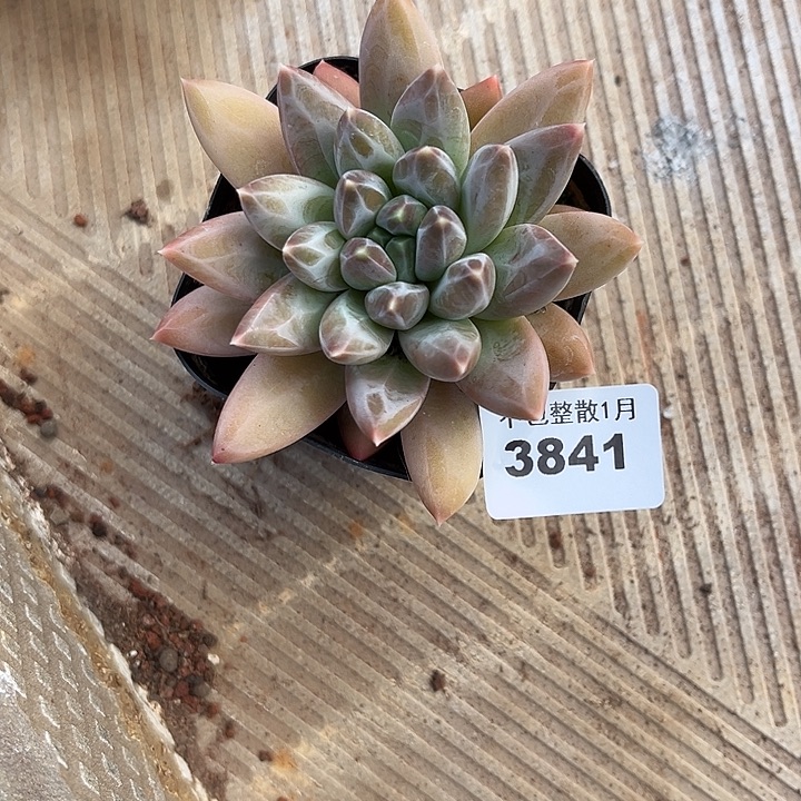 阿雅园艺。      3841