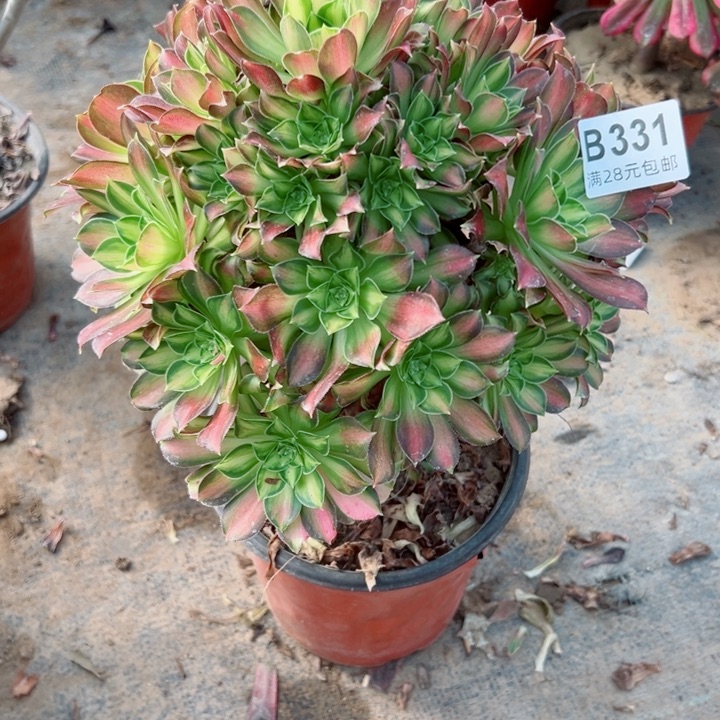 331韶华多肉植物