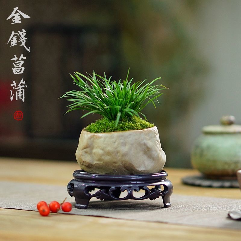 微型菖蒲黄金姬金钱虎须胧月雨林缸水培迷你禅意小盆栽