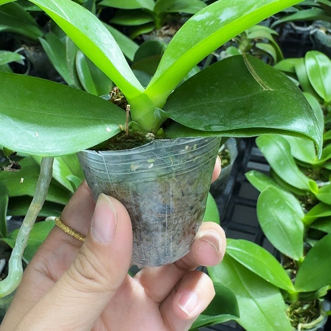 完全开放欣*原生福利