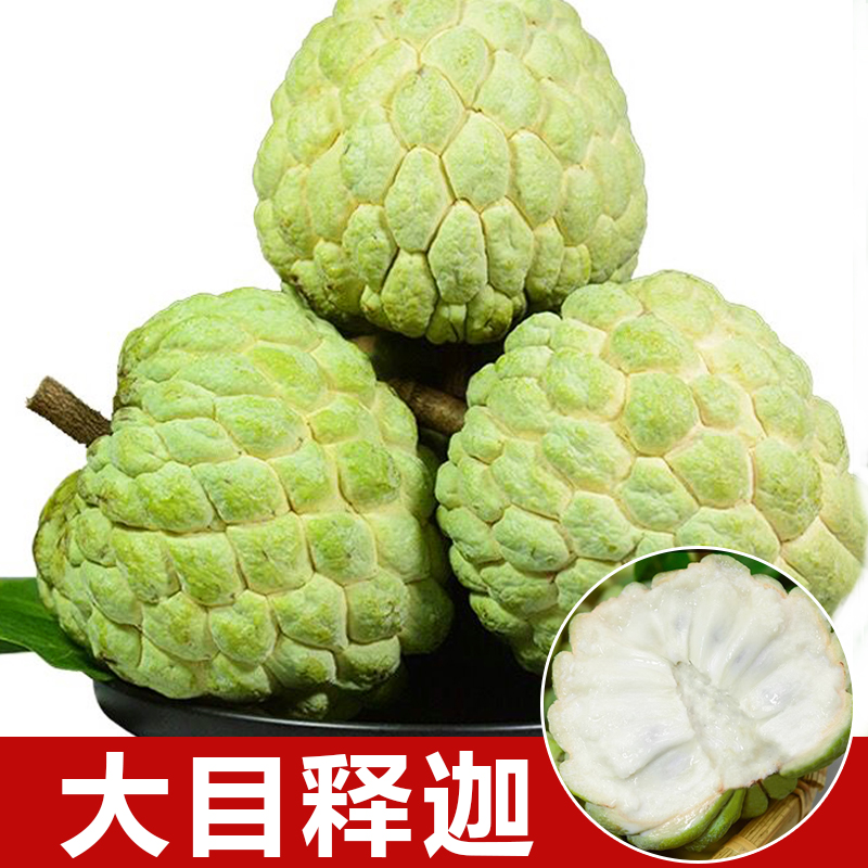 大目释迦苗 释迦果树苗 番荔枝树苗 嫁接苗果树苗