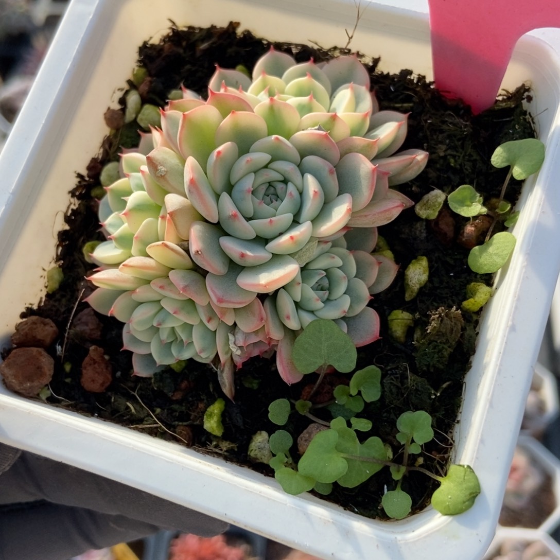 936忌廉锦多肉植物