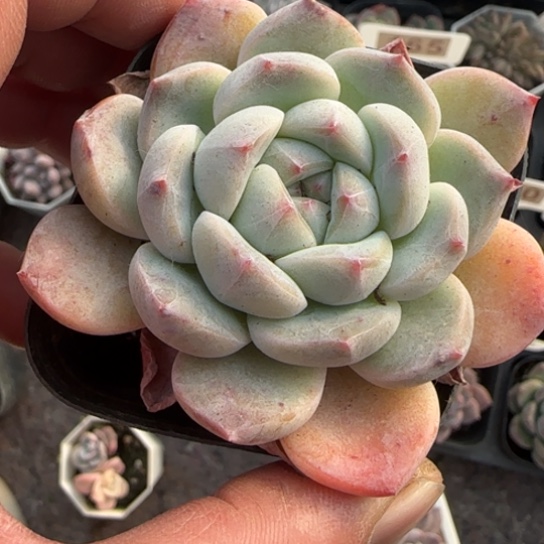 55厚梦多肉植物多