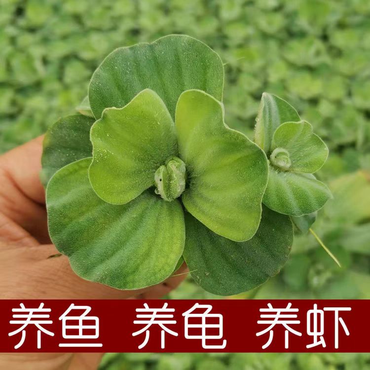 水芙蓉水培植物用于鱼缸池塘造景净化水质