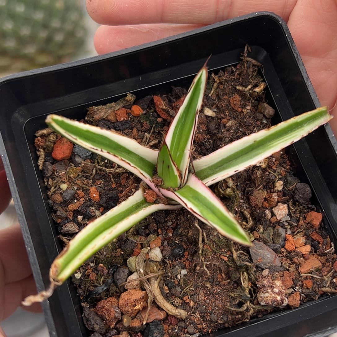 福利冰山 6688888