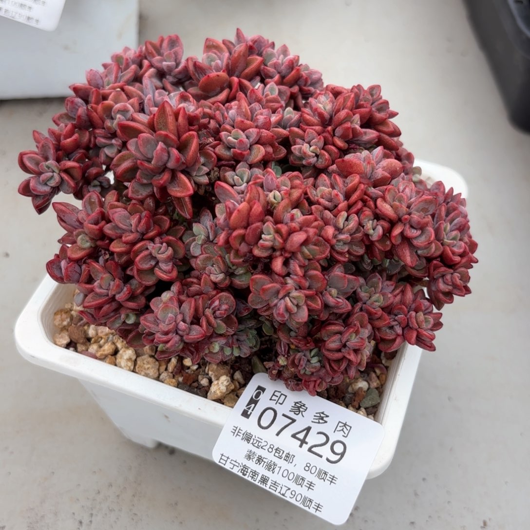多肉植物07429gg