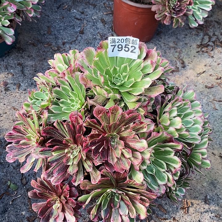 7952 一颗同花顺法师