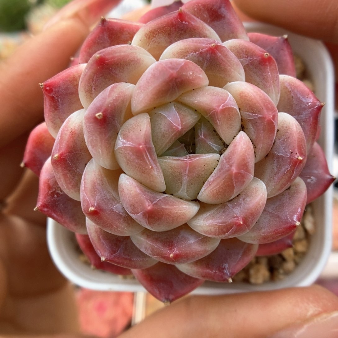 巧克力冰魄可拍758号。 