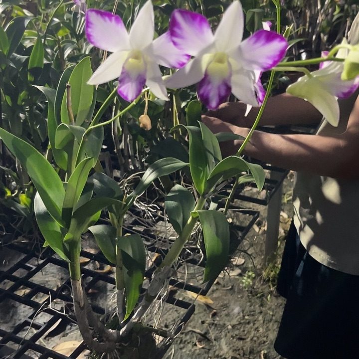 当前无花朵，栽培后可花朵持家有道中奖222