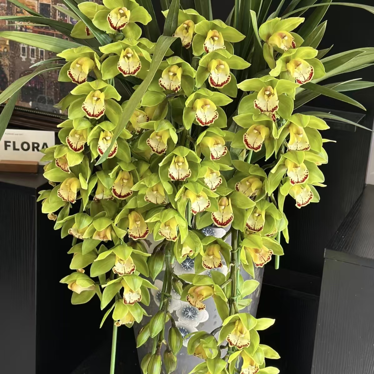 玉观音落地绿色大花蕙兰年宵花室内电视柜花卉绿植盆栽