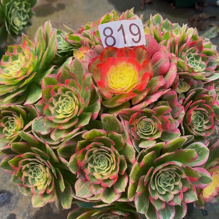 0000000000819粉王福利价多肉