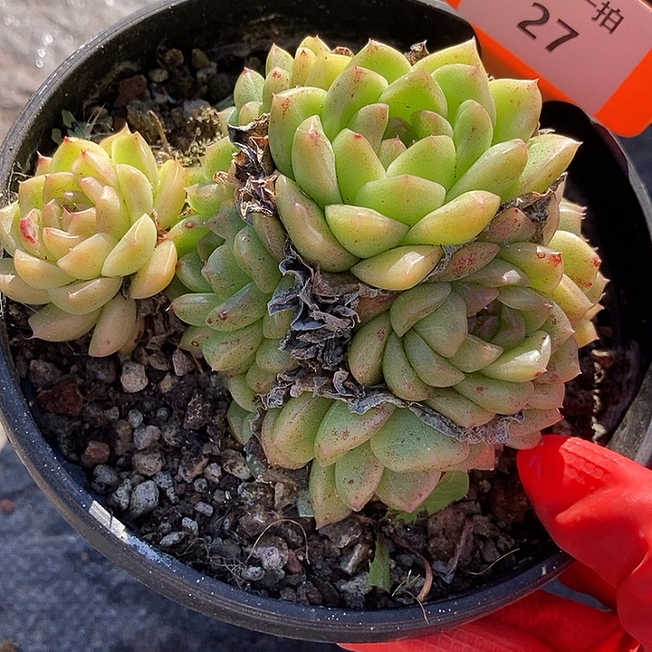 27 一物一拍不退不换