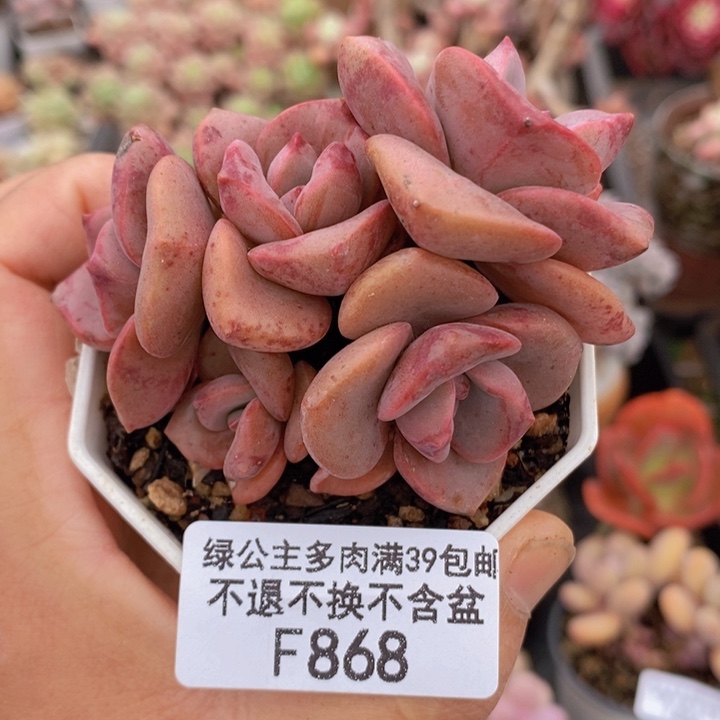 彩虹糖6cm868多肉植物