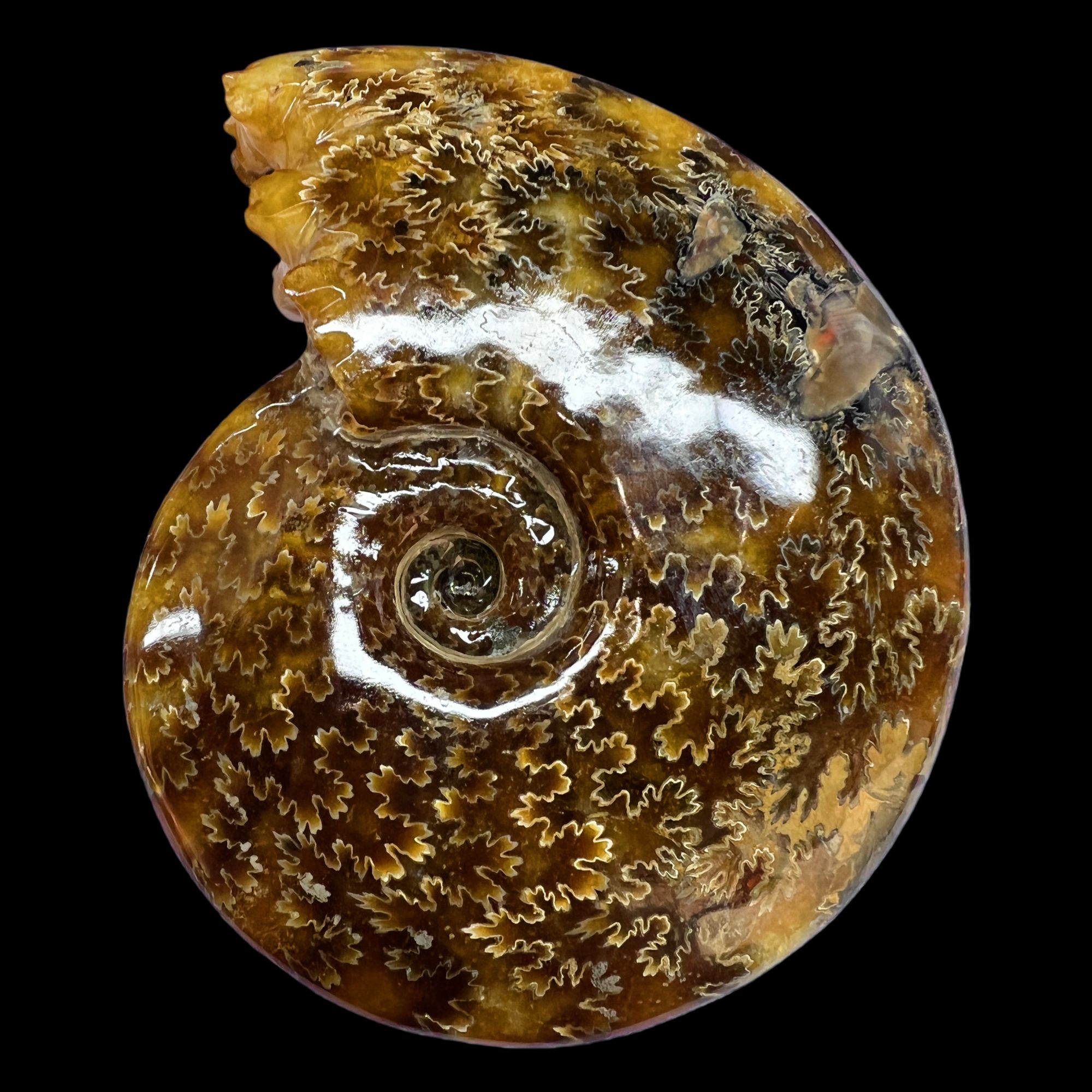 【 叶菊石(摆件)】154.2mm含支架玉化马达加斯加 N-41 创意饰品 G1