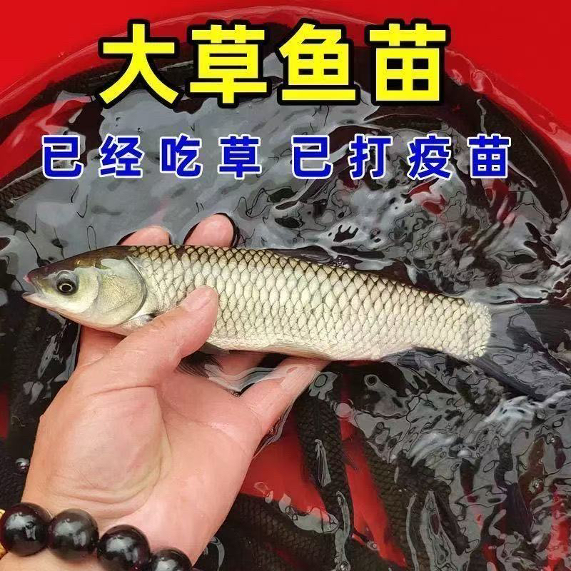 草鱼   水族活体宠物