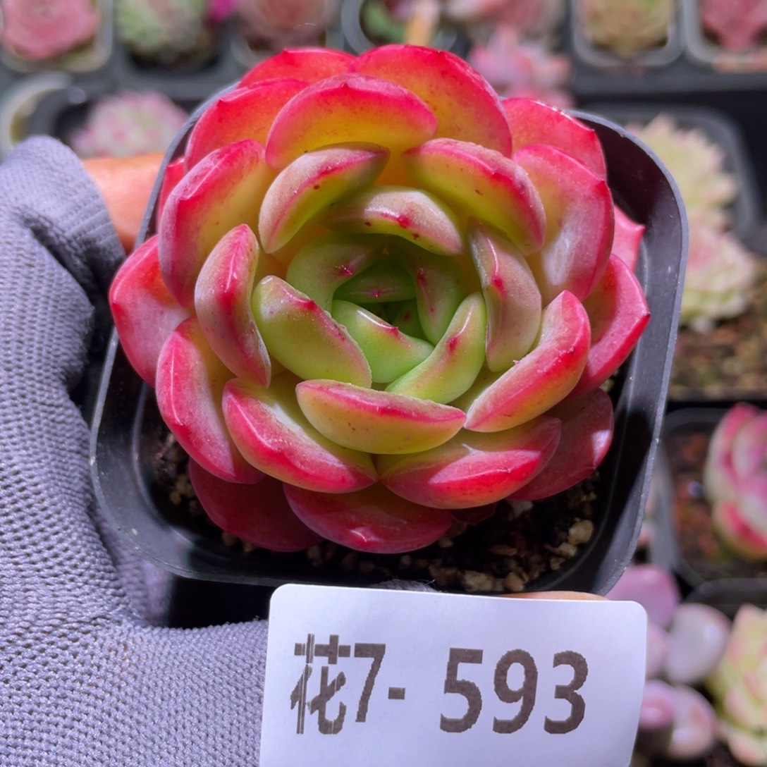 花利美7-593丛林之舞