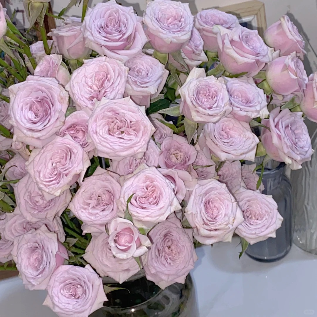 【气场多头】  一单包邮 心想事成 云南昆明斗南直发