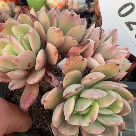 29绮罗锦一物一拍多肉