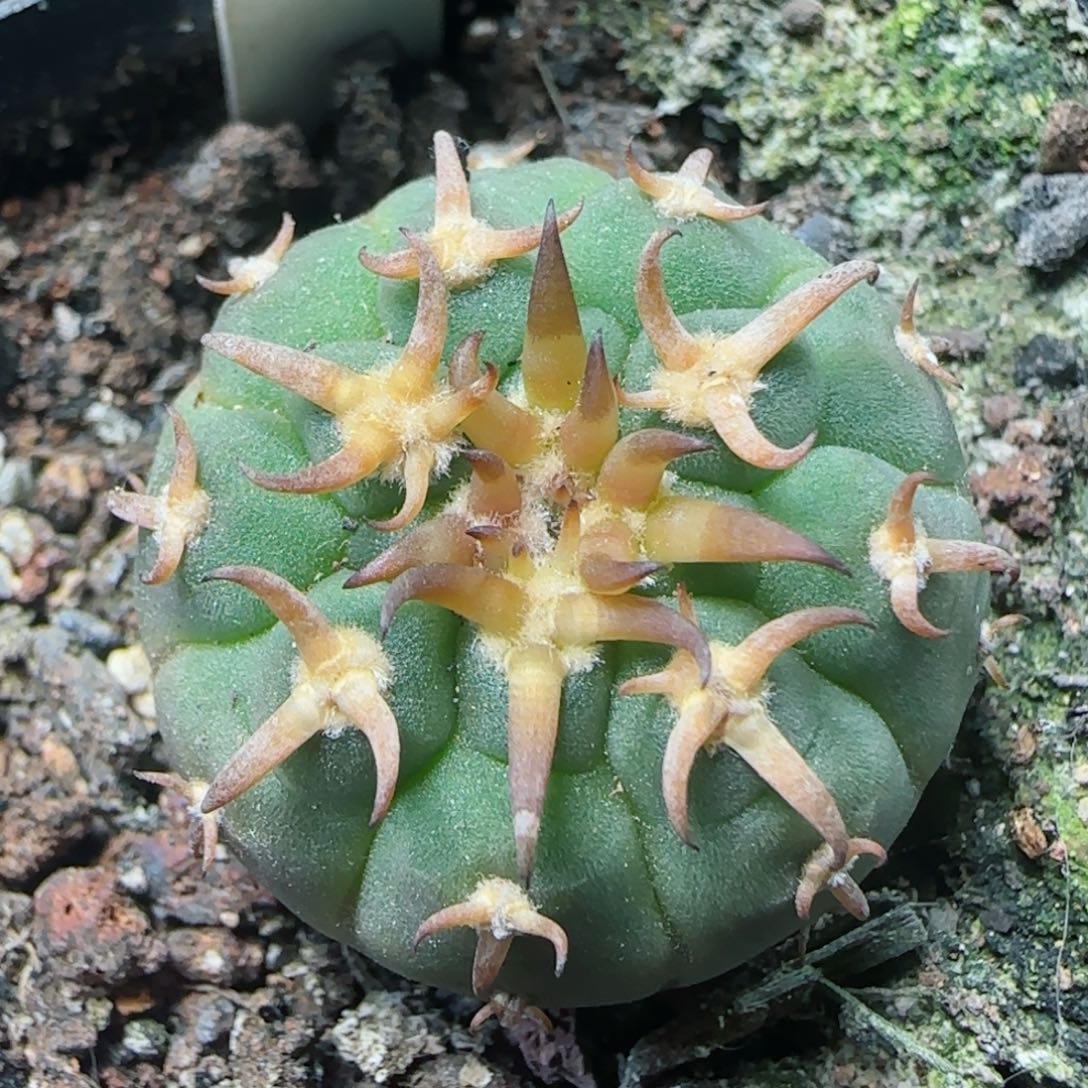 353实生猫爪多肉