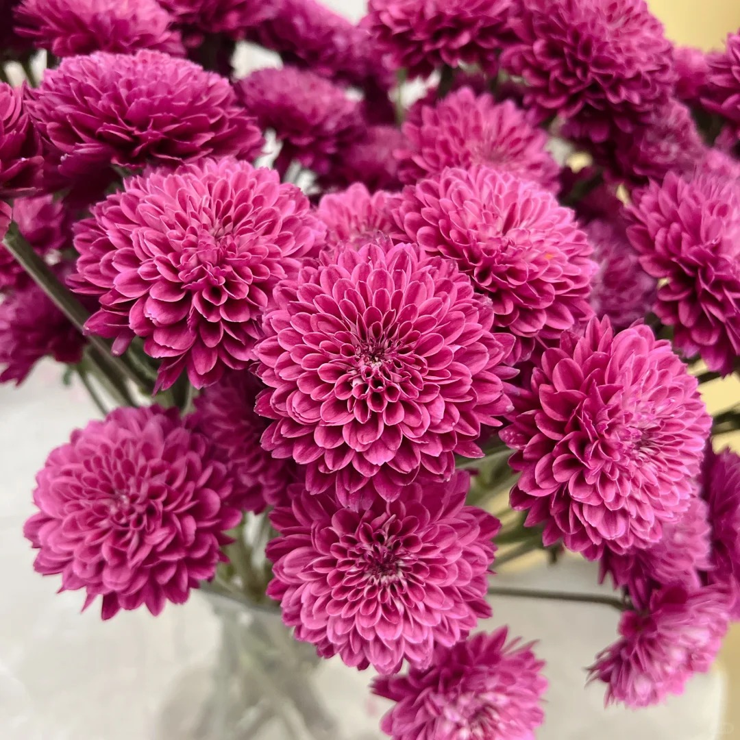 【布鲁诺系列】小雏菊搭配 （包邮）不做隔夜花 东北鲜花 现采现发