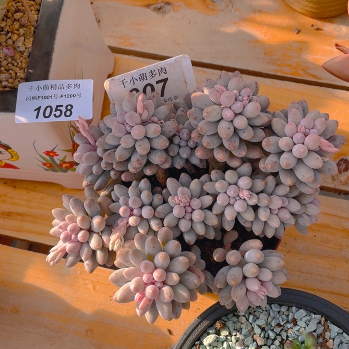 谢谢你的支持0000007