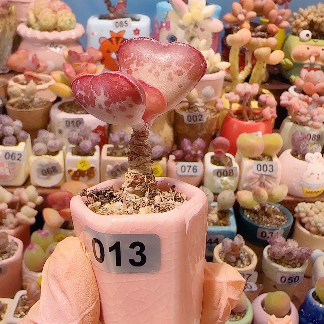 人***症T爱心水泡带盆土盆口2.5cm