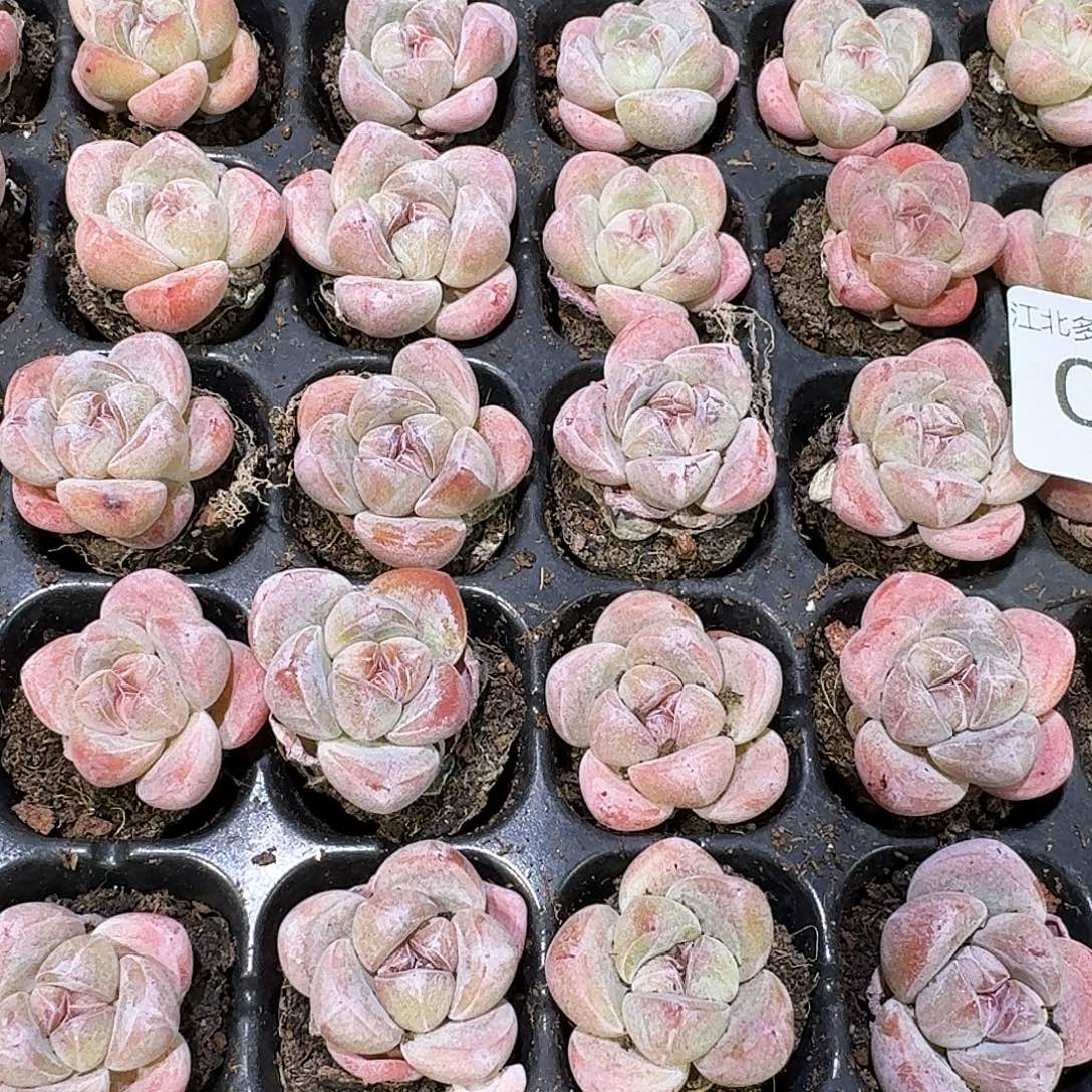 01号到手9颗，灵玉
