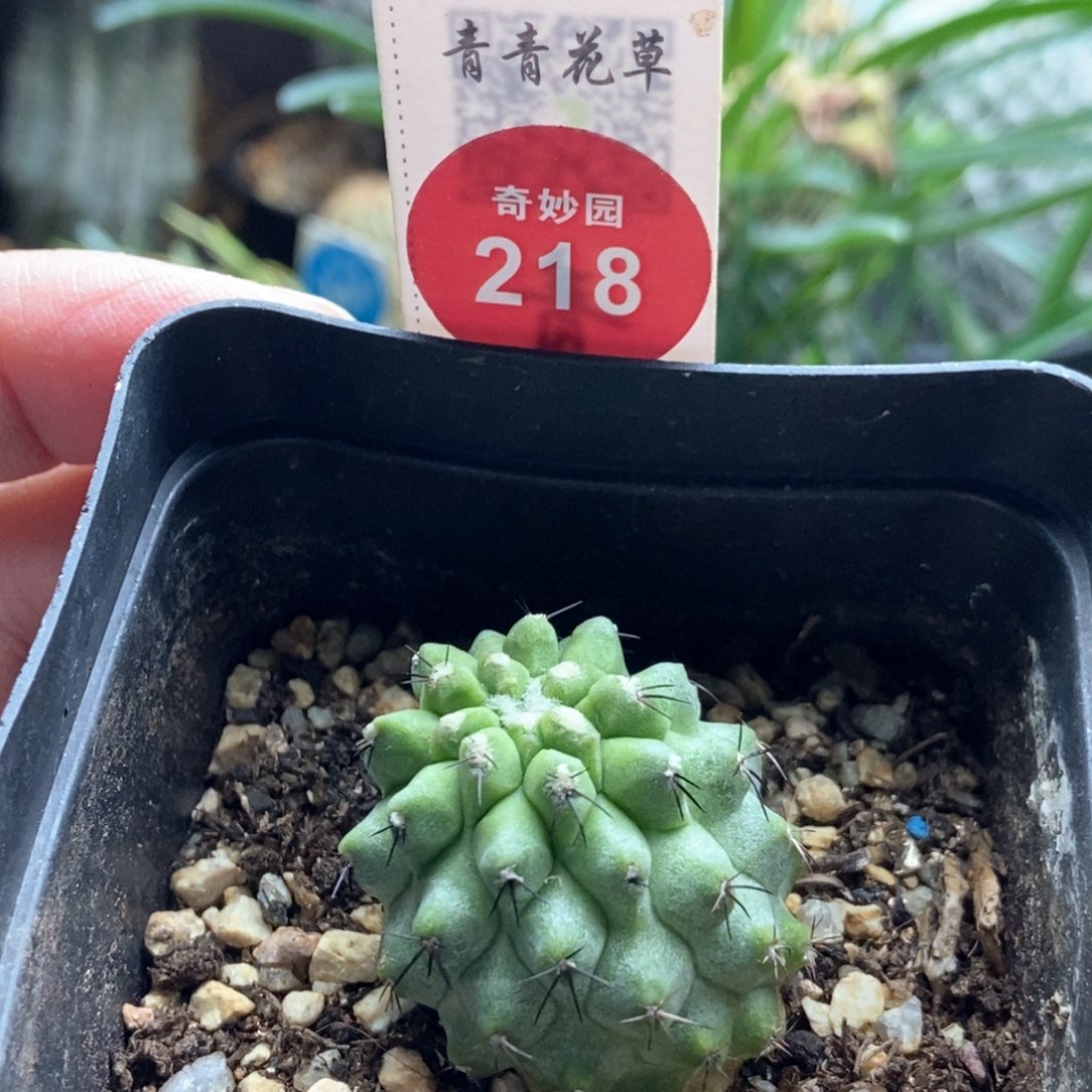 自根龙爪球松风玉2.8cm