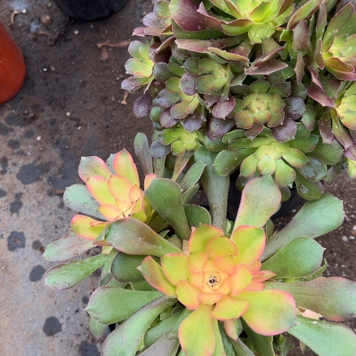 多肉植物646不售后